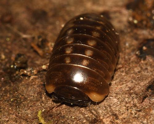 Loboglomeris pyrenaica